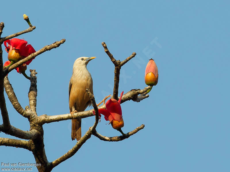 Chestnut-tailed Starlingadult