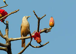 Chestnut-tailed Starling