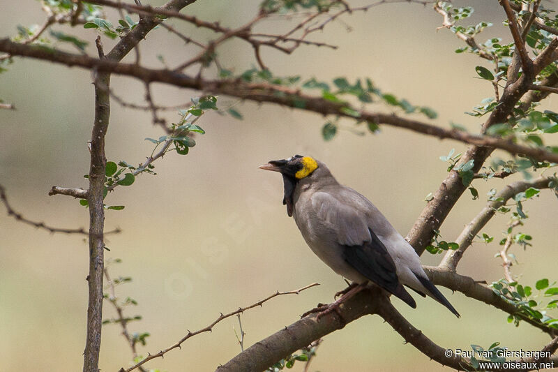 Wattled Starling