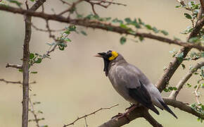 Wattled Starling