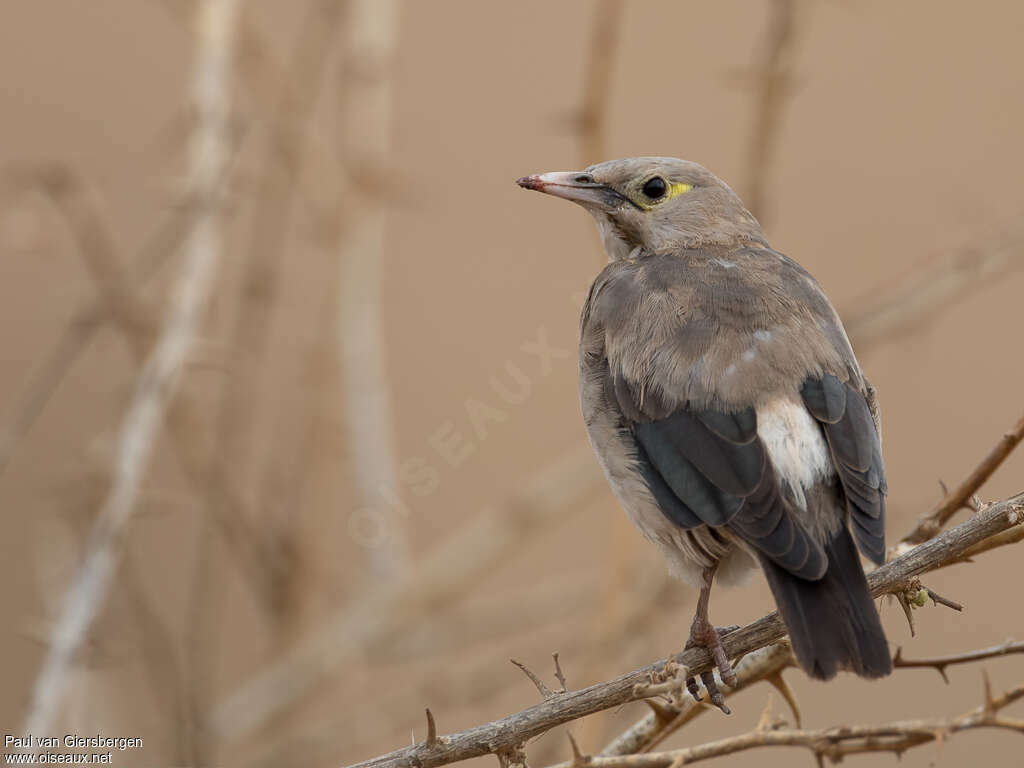 Wattled StarlingFirst year, pigmentation