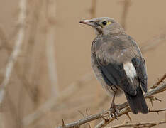 Wattled Starling