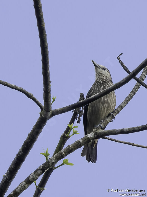 White-faced Starlingadult