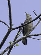 White-faced Starling