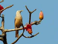 Malabar Starling