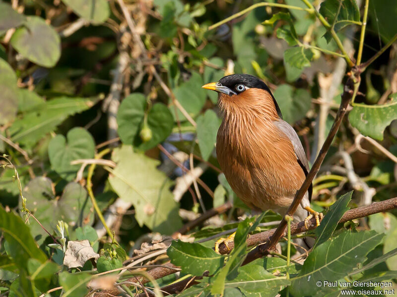 Brahminy Starling