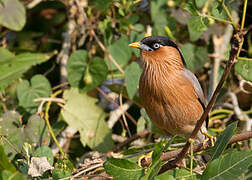 Brahminy Starling