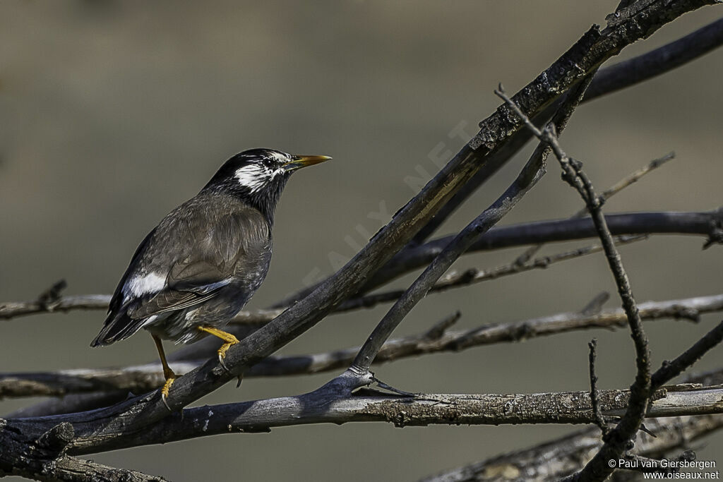 White-cheeked Starling male adult