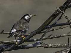 White-cheeked Starling