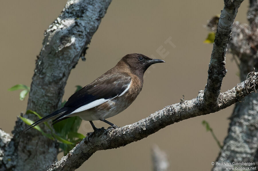 Madagascan Starling male adult