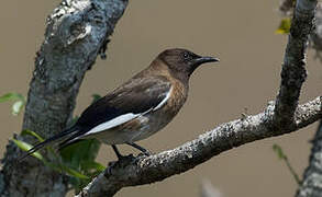 Madagascar Starling