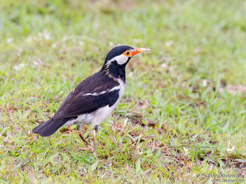 Indian Pied Myna