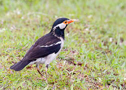 Pied Myna