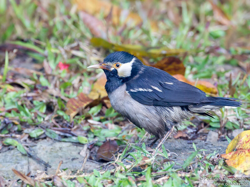 Pied Myna