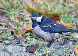 Indian Pied Myna