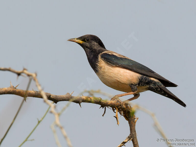 Rosy Starling