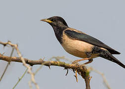 Rosy Starling