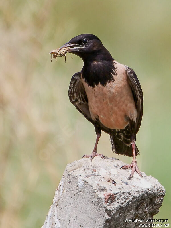 Rosy Starling