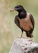 Rosy Starling