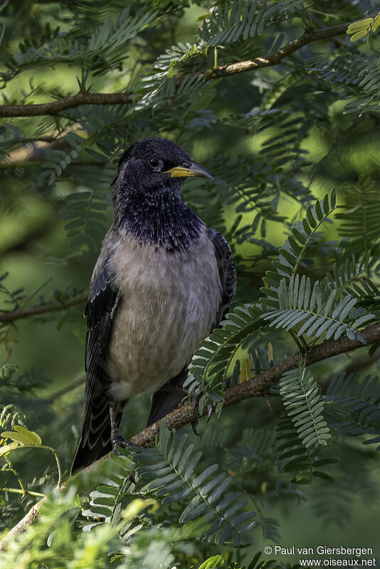 Rosy Starlingadult