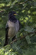 Rosy Starling