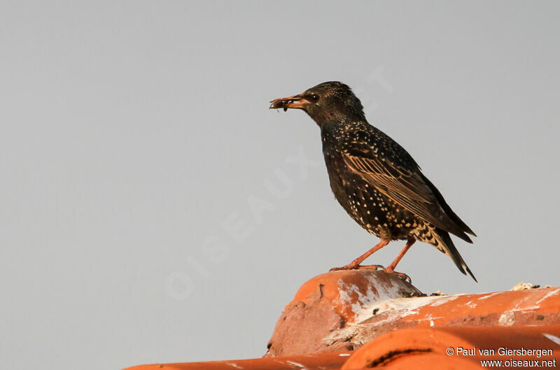 Common Starling