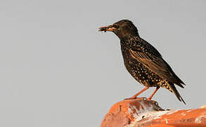 Common Starling