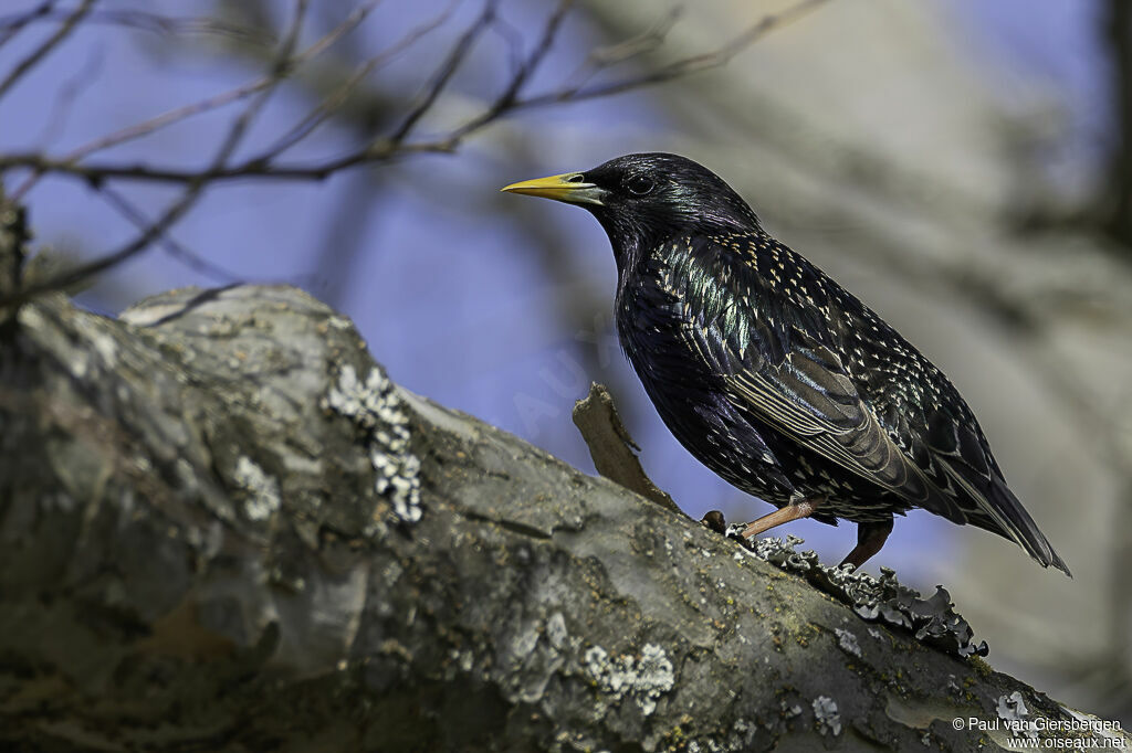 Common Starlingadult