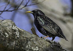 Common Starling