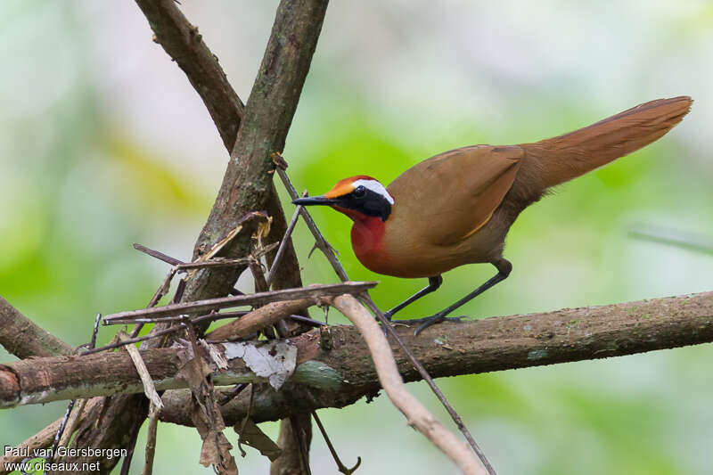 Eupète à longue queueadulte, identification