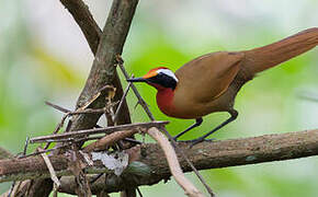 Rail-babbler