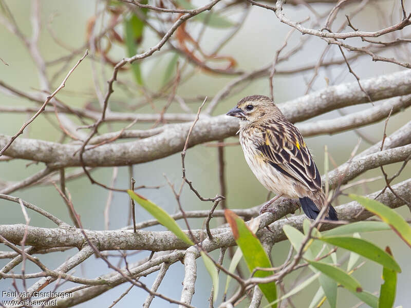 Yellow Bishop, identification