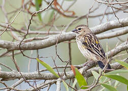 Yellow Bishop