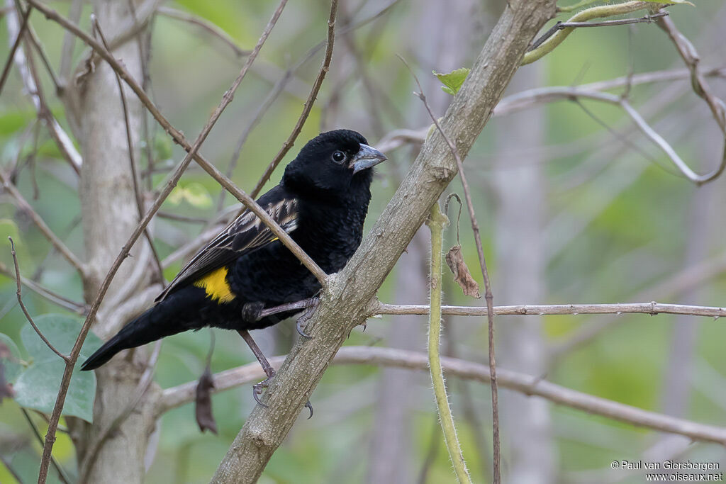 Yellow Bishop male adult breeding