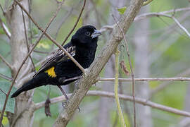 Yellow Bishop