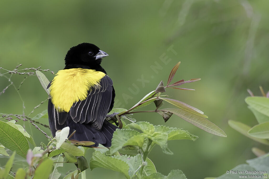 Yellow Bishop male adult breeding