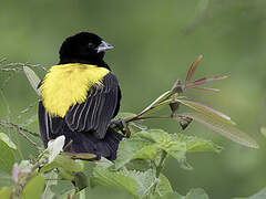 Yellow Bishop