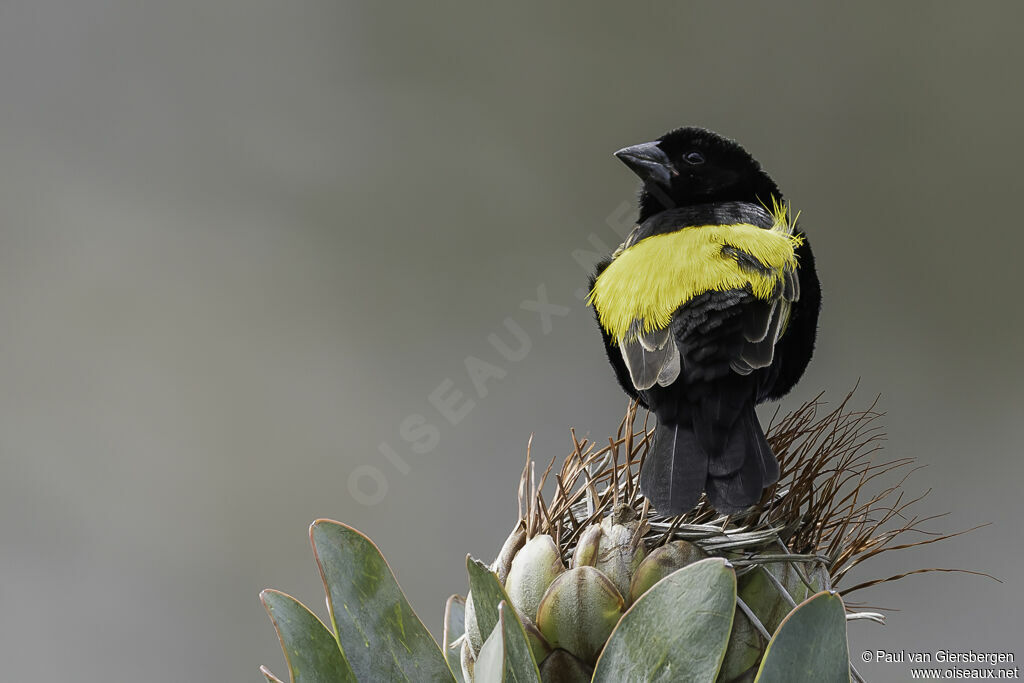 Yellow Bishop male adult