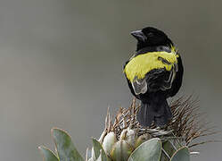 Yellow Bishop