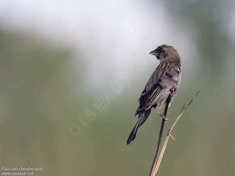 Yellow-mantled Widowbird male adult transition, moulting