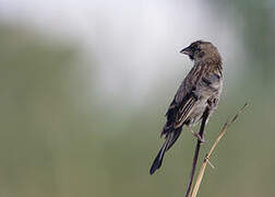 Yellow-mantled Widowbird