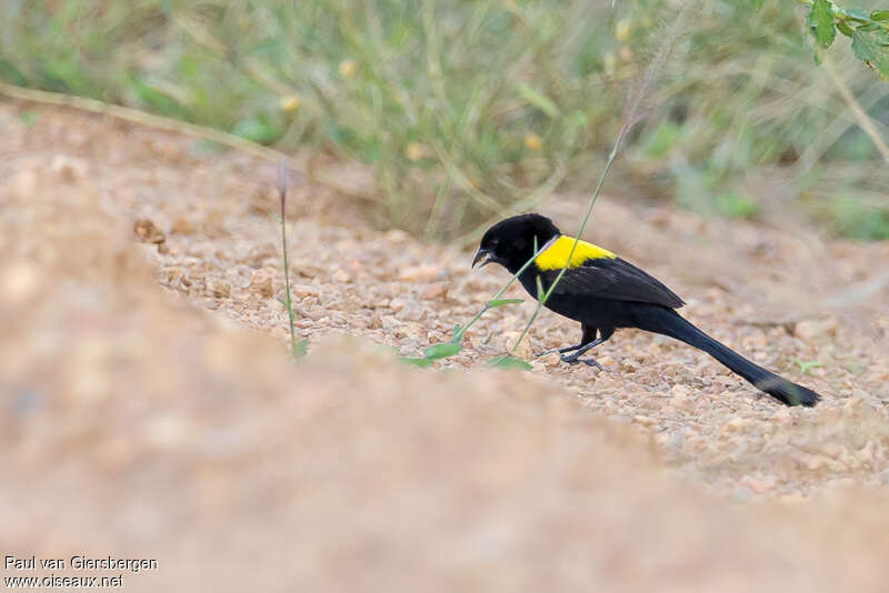 Yellow-mantled Widowbird male adult breeding, Behaviour