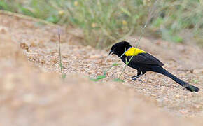 Yellow-mantled Widowbird