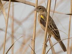 Yellow-mantled Widowbird