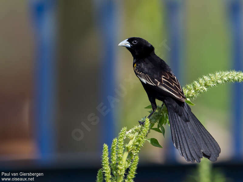 White-winged Widowbird male adult breeding, identification