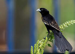 White-winged Widowbird