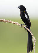 White-winged Widowbird