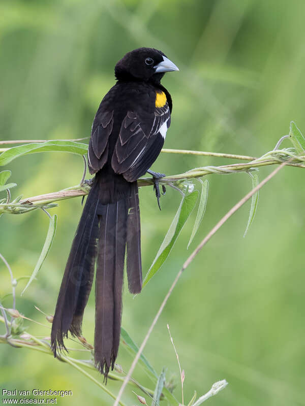 White-winged Widowbird male adult breeding, pigmentation