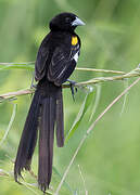 White-winged Widowbird