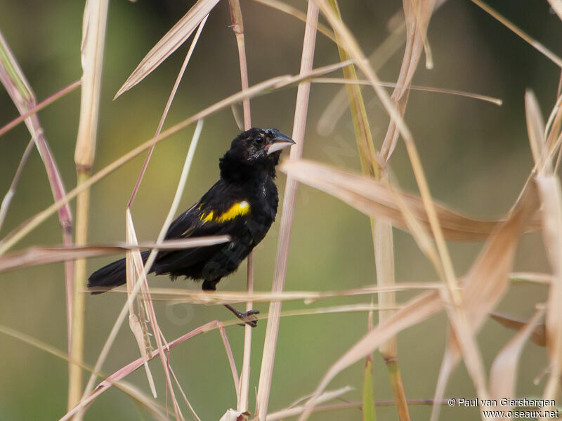 White-winged Widowbird